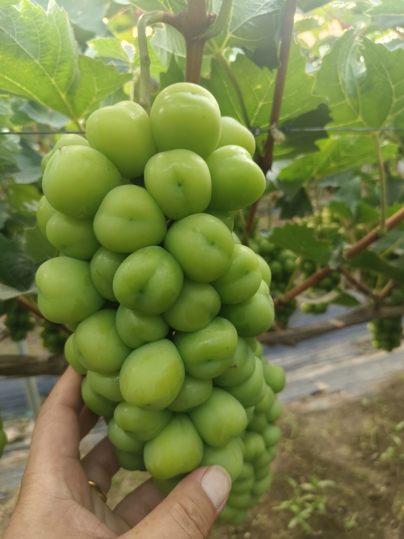 精品阳光玫瑰