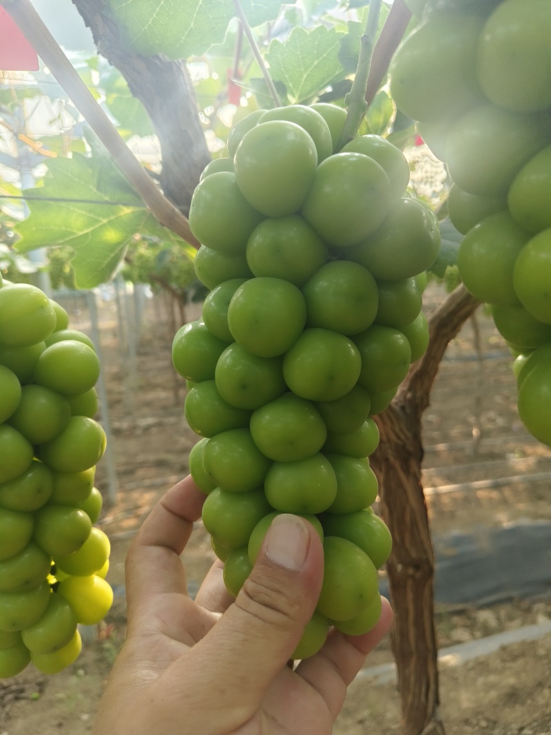 精品阳光玫瑰