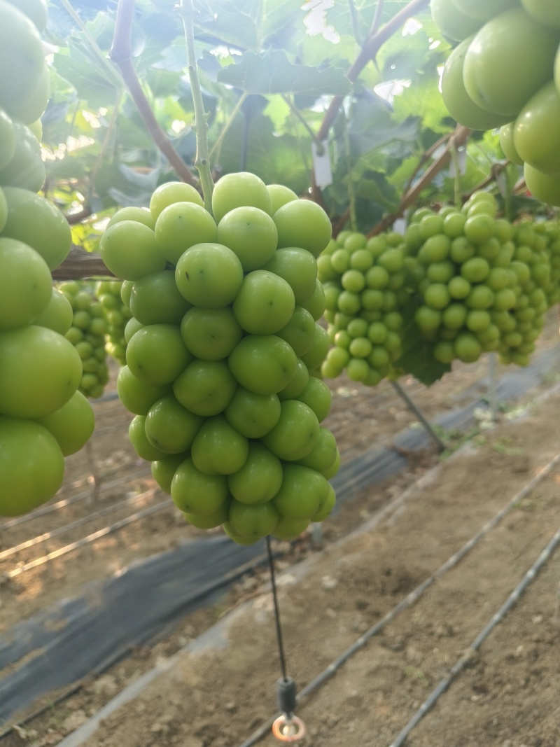 精品阳光玫瑰