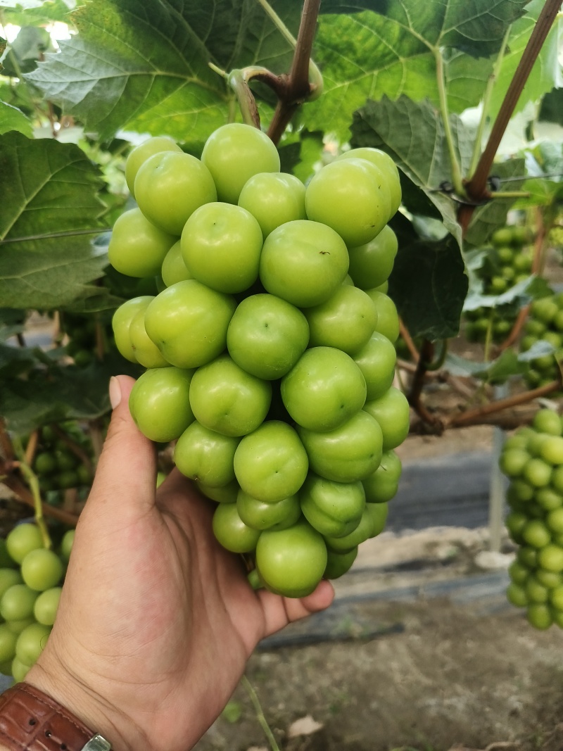 精品阳光玫瑰