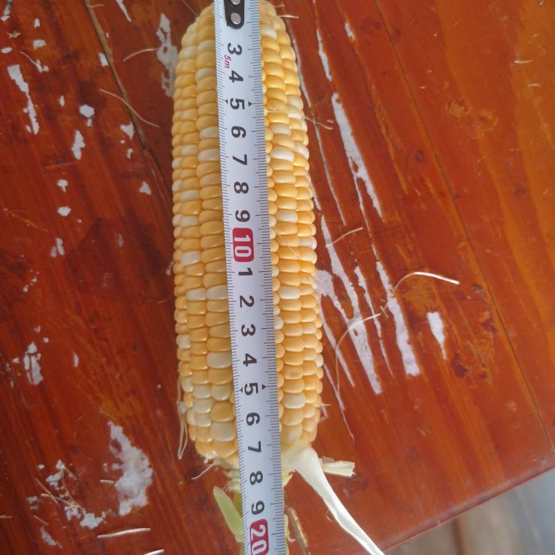双色水果甜玉米，一年四季有货。