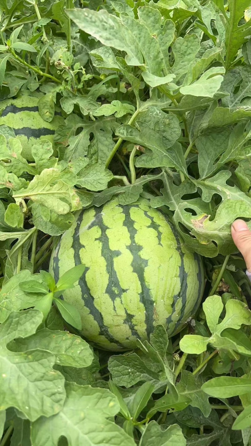农家自种西瓜美都8424西瓜红瓤脆瓤薄皮西瓜浙江温州平阳县