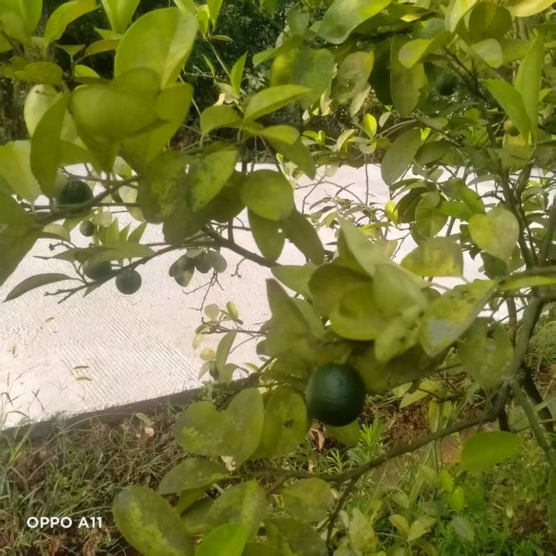 枳壳鲜