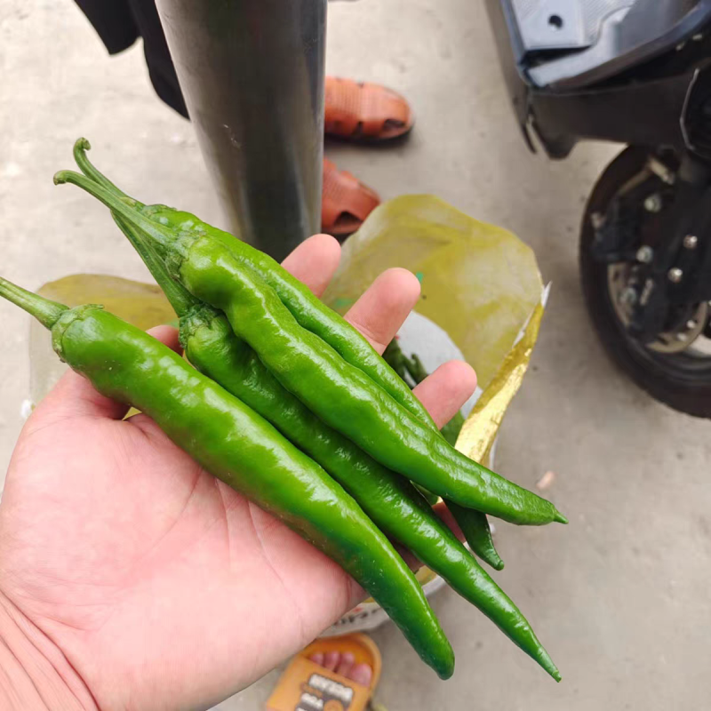 尖椒杠椒杭椒产地看货论价保质保量欢迎订购