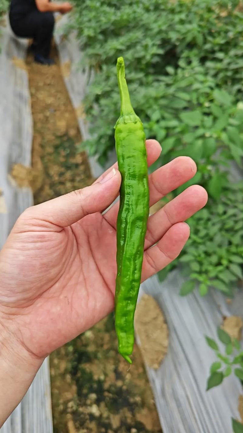 2307软皮2307软皮椒高山货欢迎咨询订购