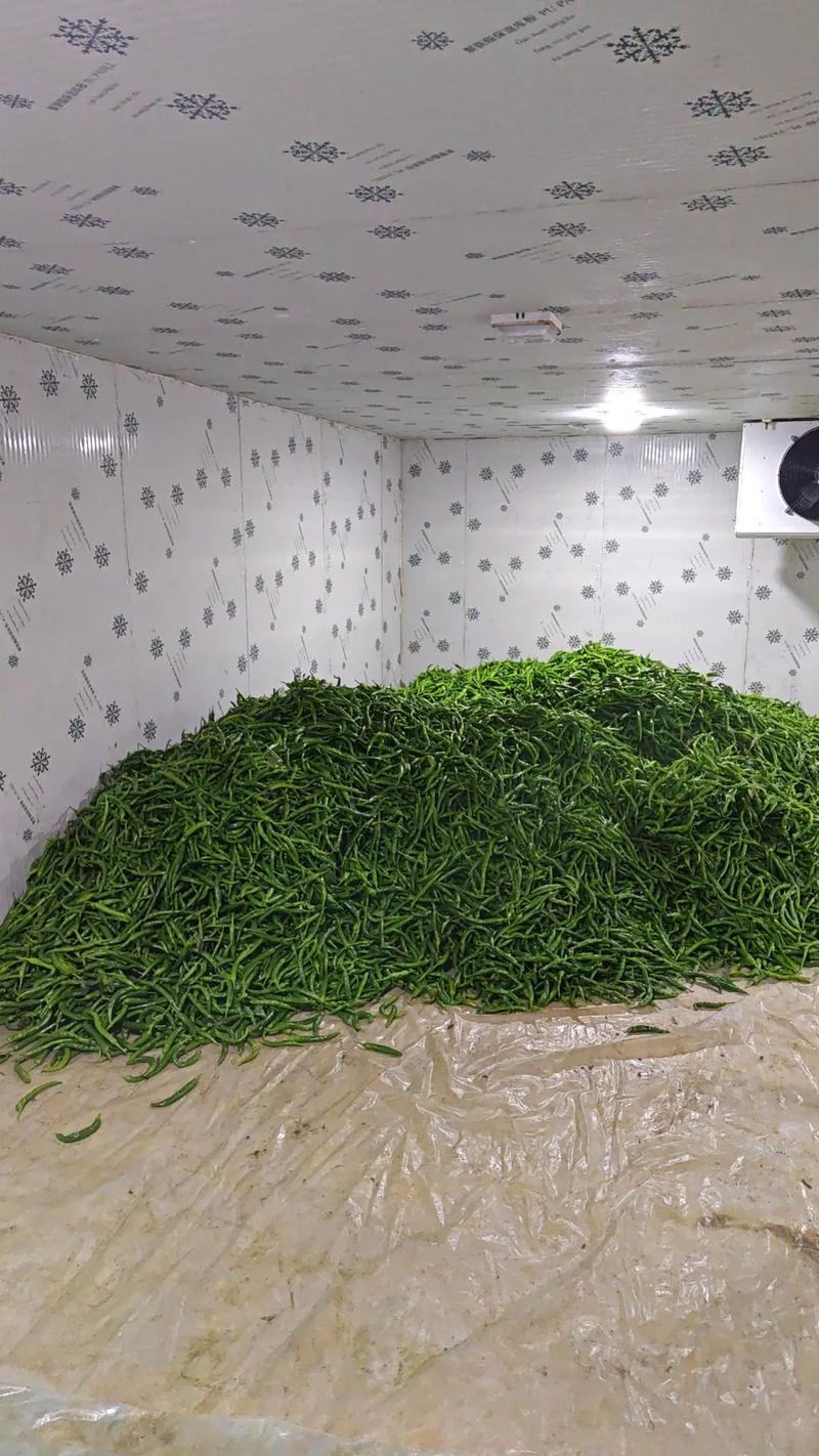 2307软皮2307软皮椒高山货欢迎咨询订购