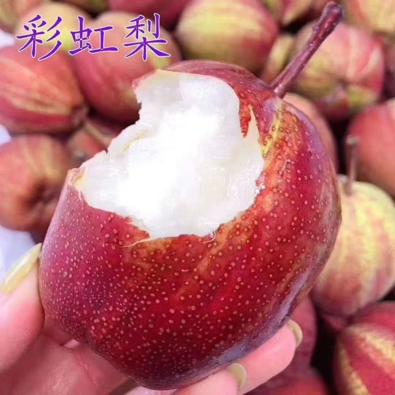 彩虹梨，红啤梨，支持一件代发，电商平台对接发货