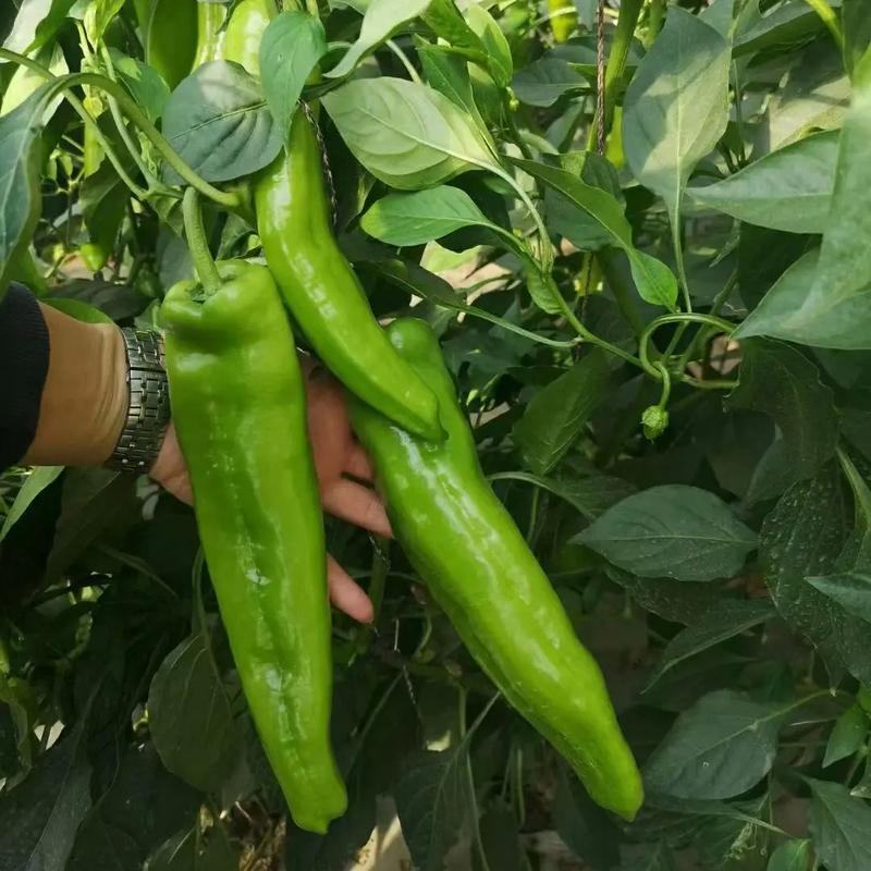 牛角椒尖椒青黄都有高山种植欢迎咨询订购