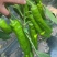 牛角椒尖椒青黄都有高山种植欢迎咨询订购
