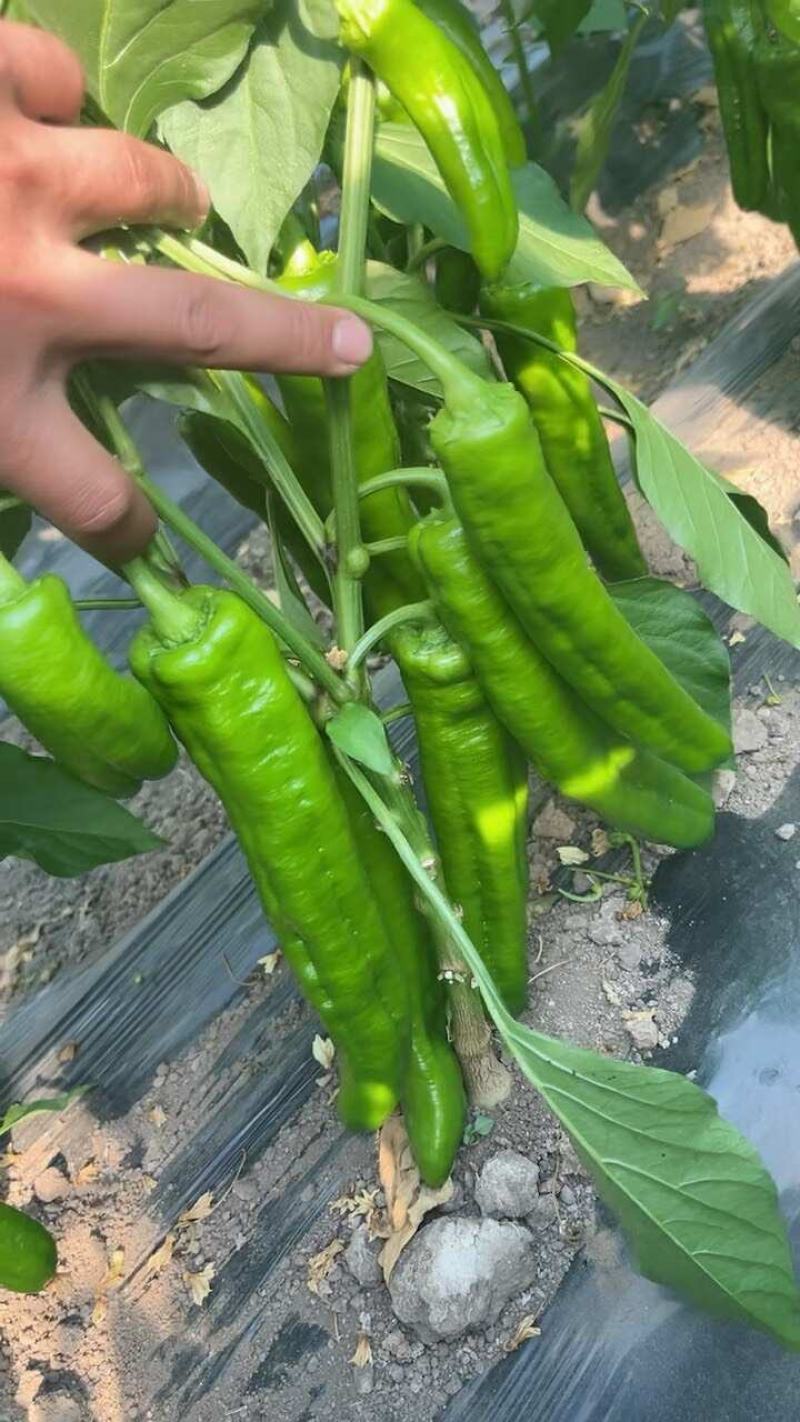 牛角椒尖椒青黄都有高山种植欢迎咨询订购