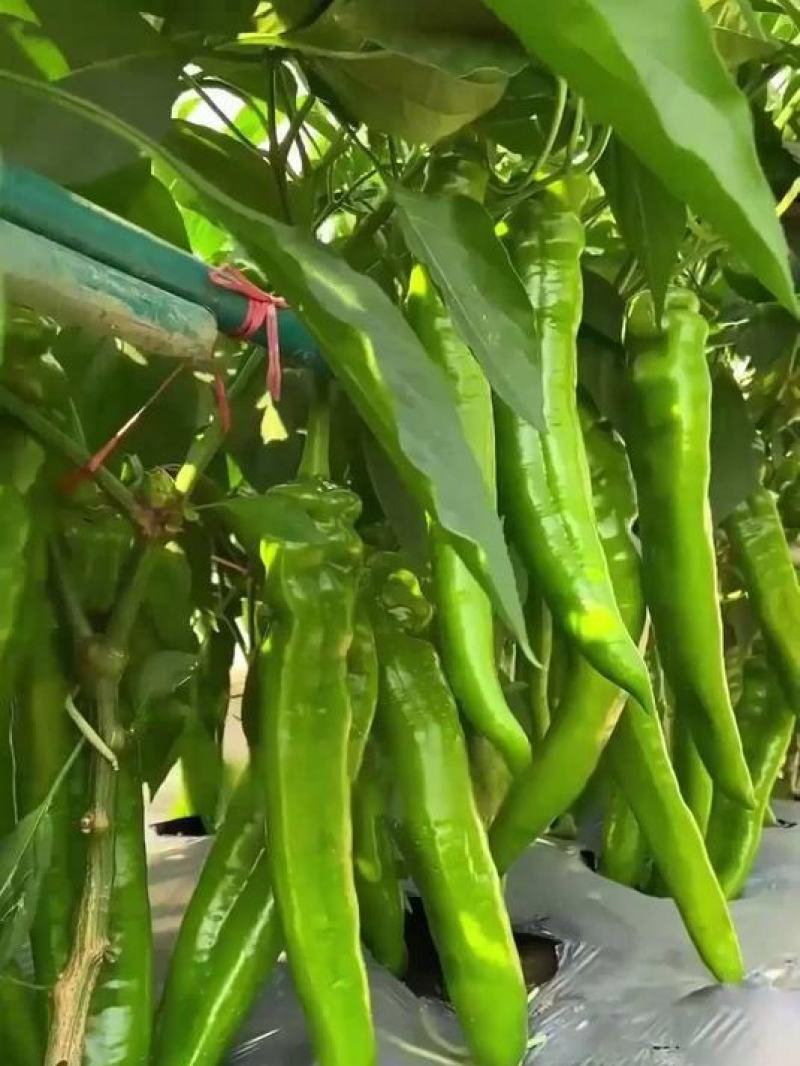 牛角椒尖椒青黄都有高山种植欢迎咨询订购