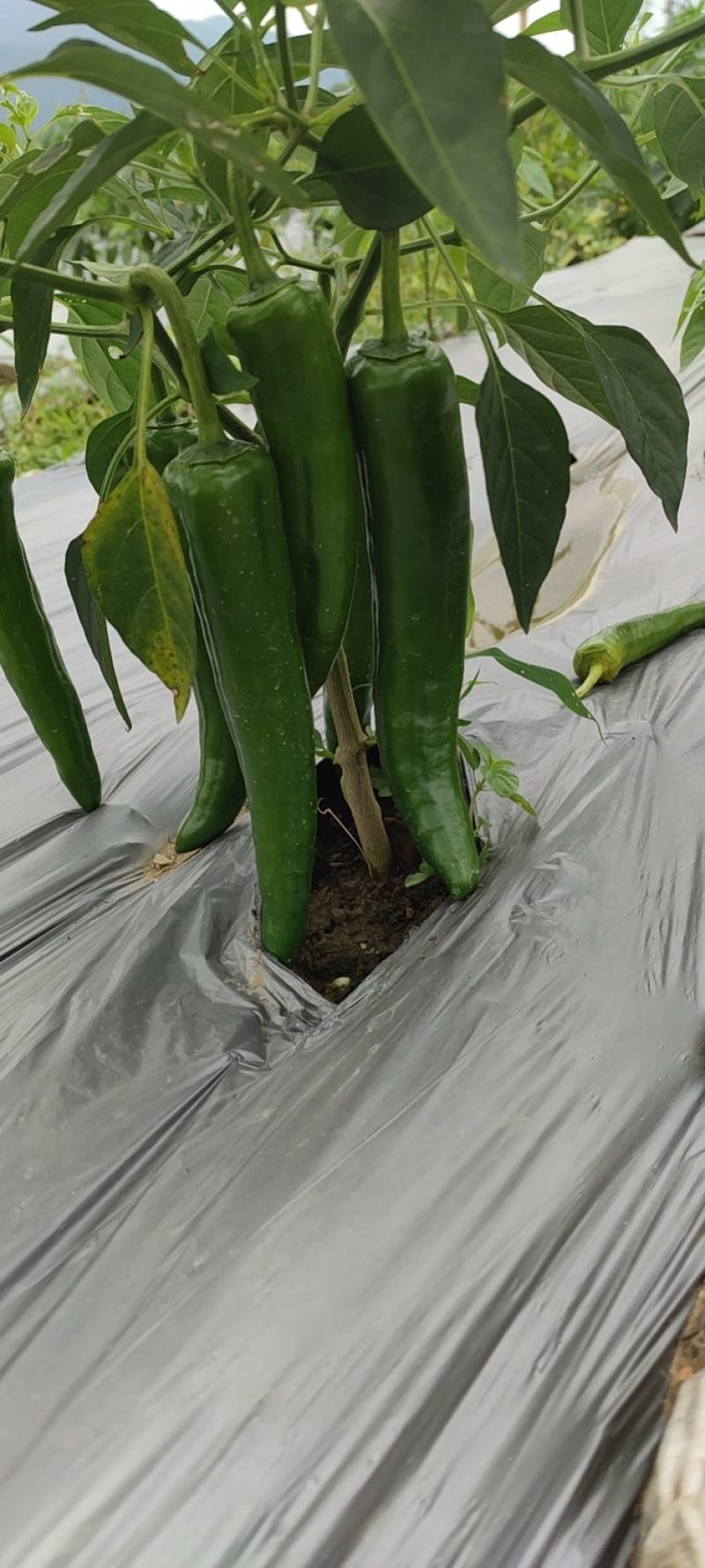 牛角椒尖椒青黄都有高山种植欢迎咨询订购