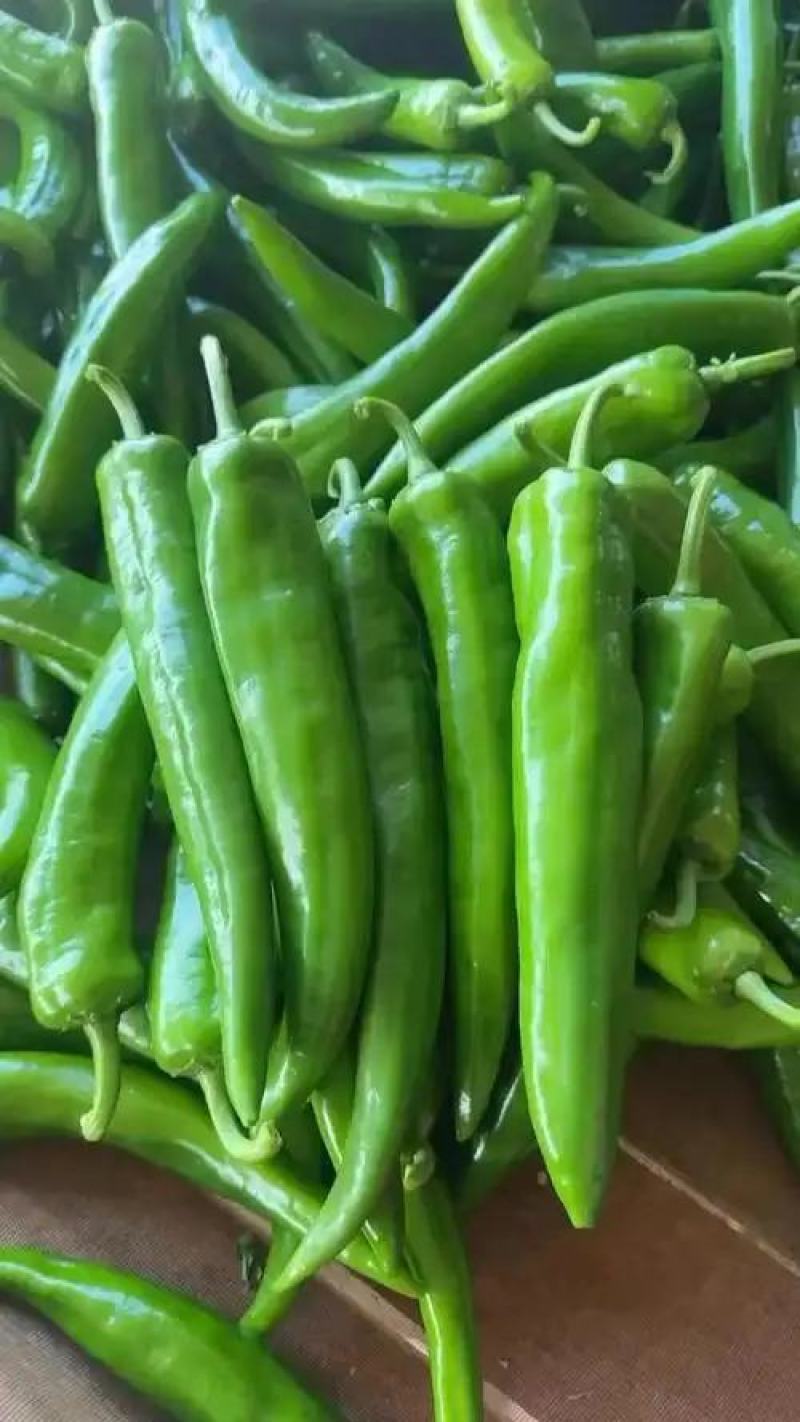 牛角椒尖椒青黄都有高山种植欢迎咨询订购