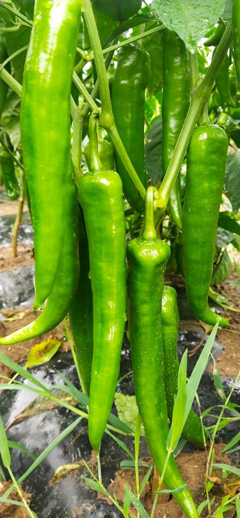 牛角椒尖椒青黄都有高山种植欢迎咨询订购