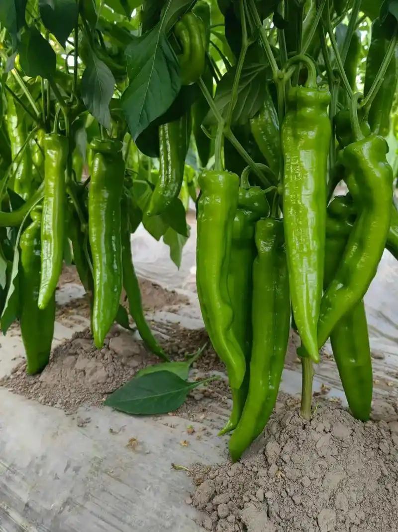 牛角椒尖椒青黄都有高山种植欢迎咨询订购