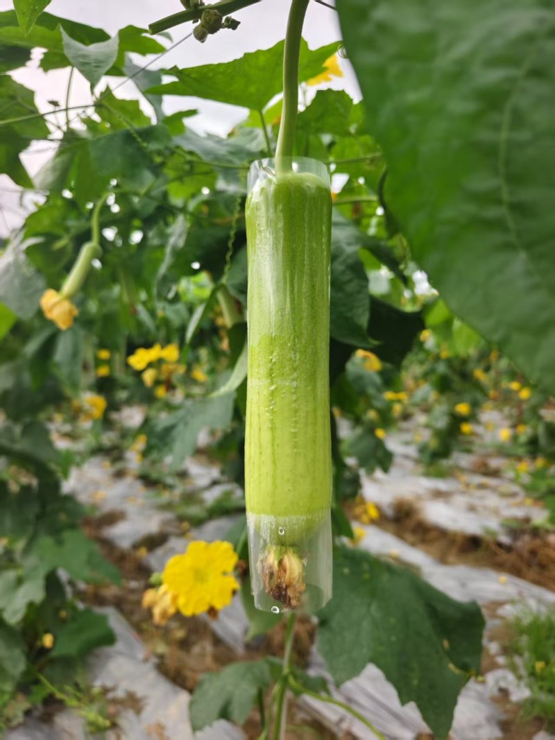 白玉丝瓜种植基地