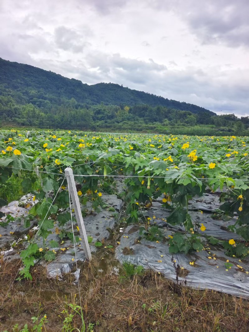 白玉丝瓜种植基地