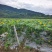 白玉丝瓜种植基地