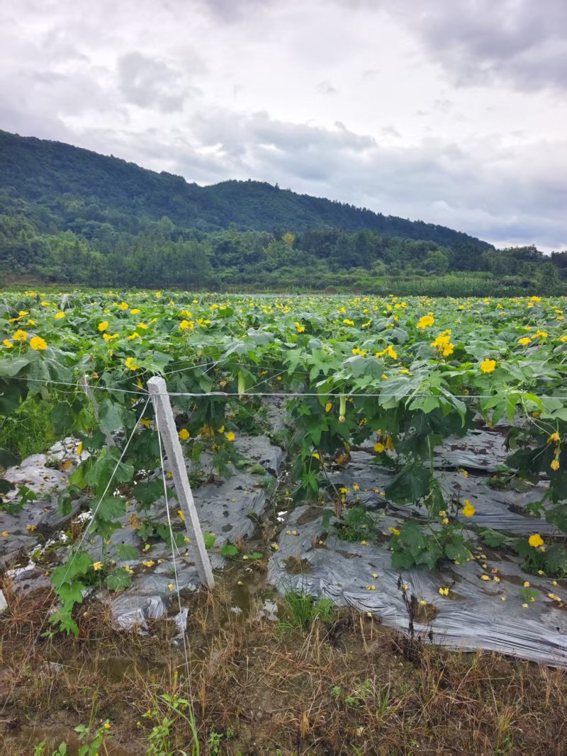 白玉丝瓜种植基地