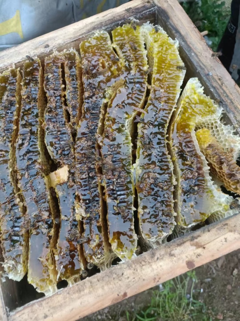 土蜂蜜