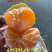 湖北高山特早蜜橘/大分四号九分甜一分果酸万亩果园供应