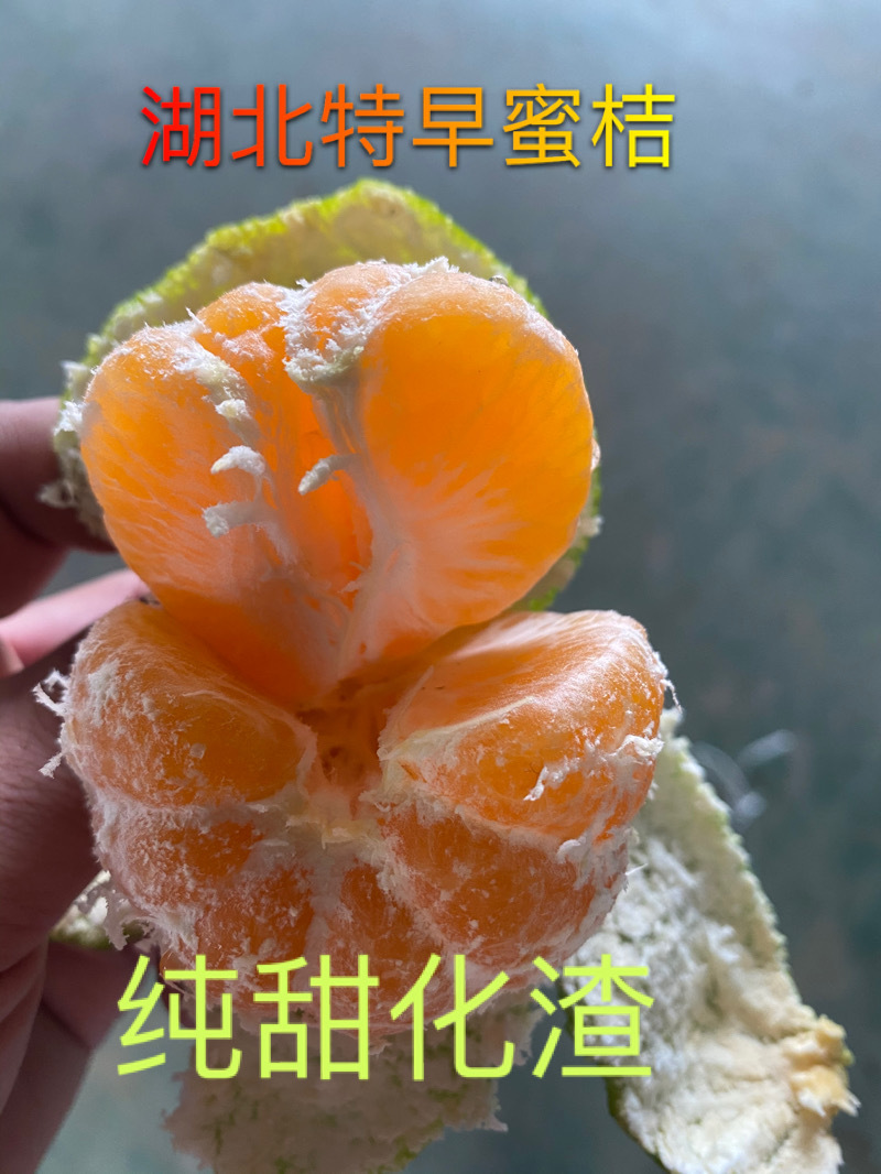 湖北高山特早蜜橘/大分四号九分甜一分果酸万亩果园供应