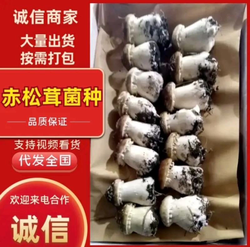 赤松茸菌种大量有货产地直发一手货源