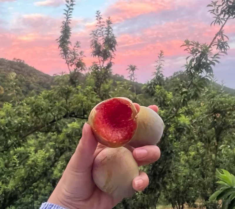 山东泗水桃形李地头直采