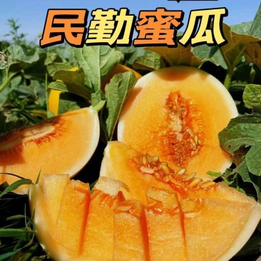 甄选正宗民勤蜜瓜金红宝沙漠甜瓜新鲜水果甜瓜