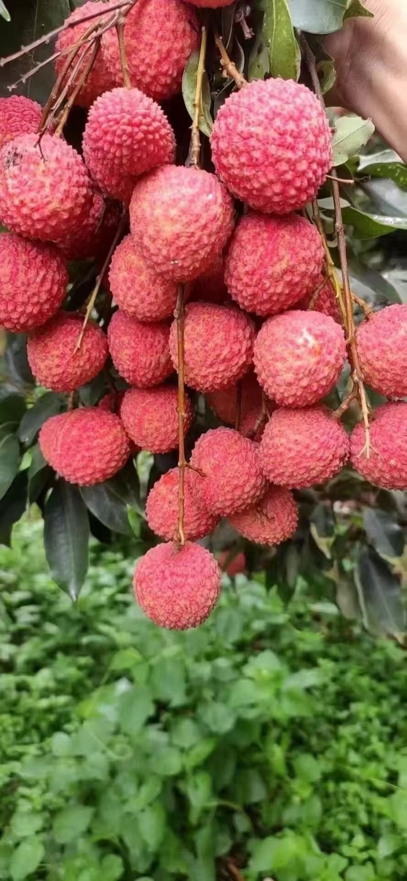 桂味荔枝凤花糯米糍荔枝