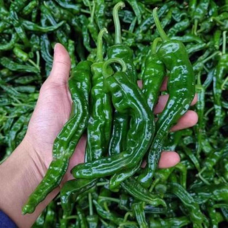 皱皮椒大皱皮小皱皮高山种植颜色好亮度高欢迎咨询