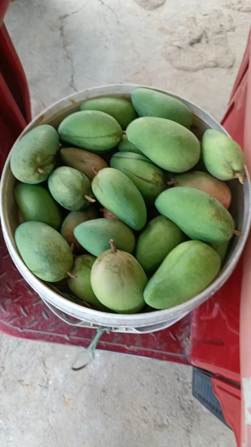 广西百色芒果
