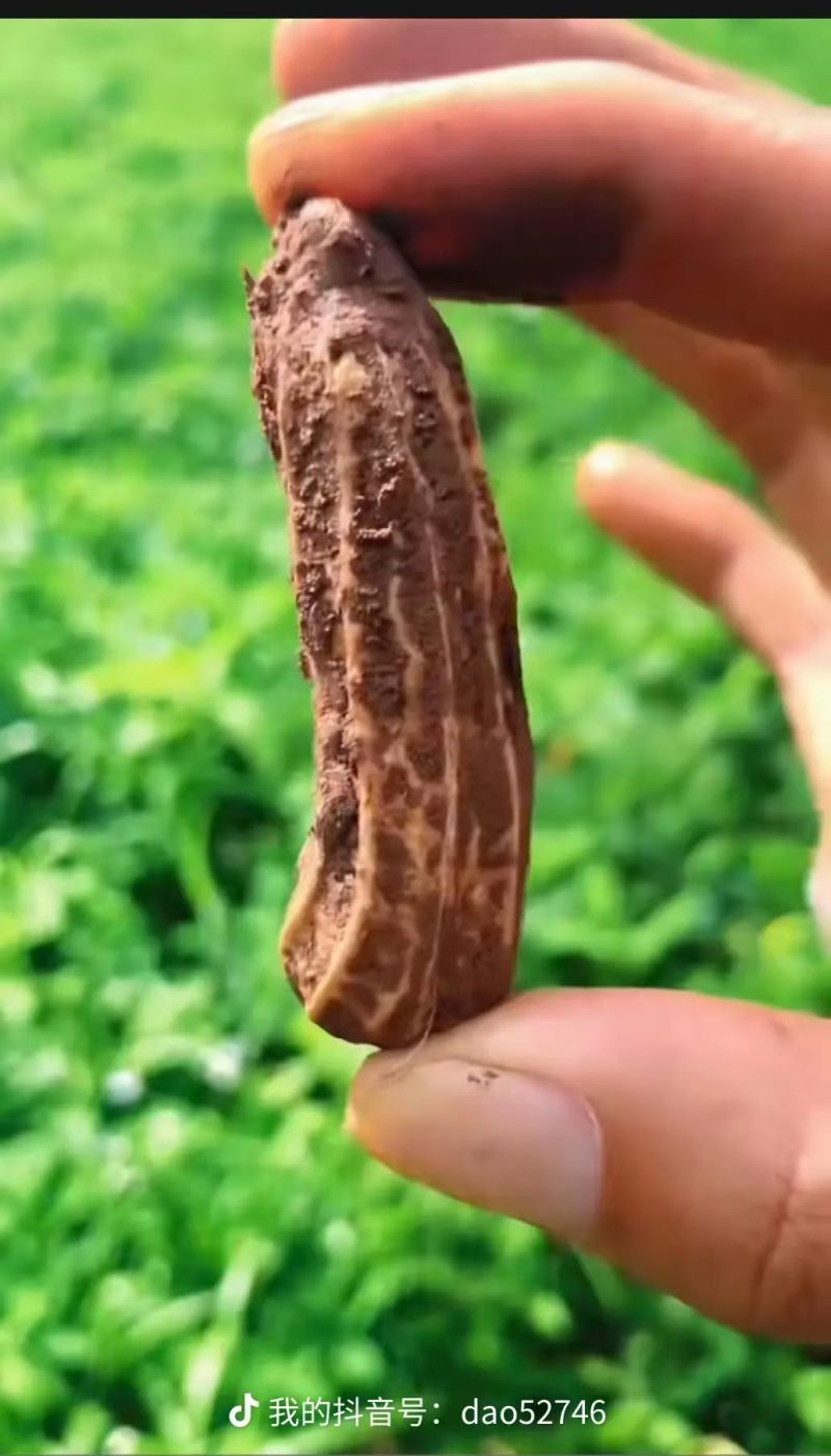 云南黑花生，高山种植。
