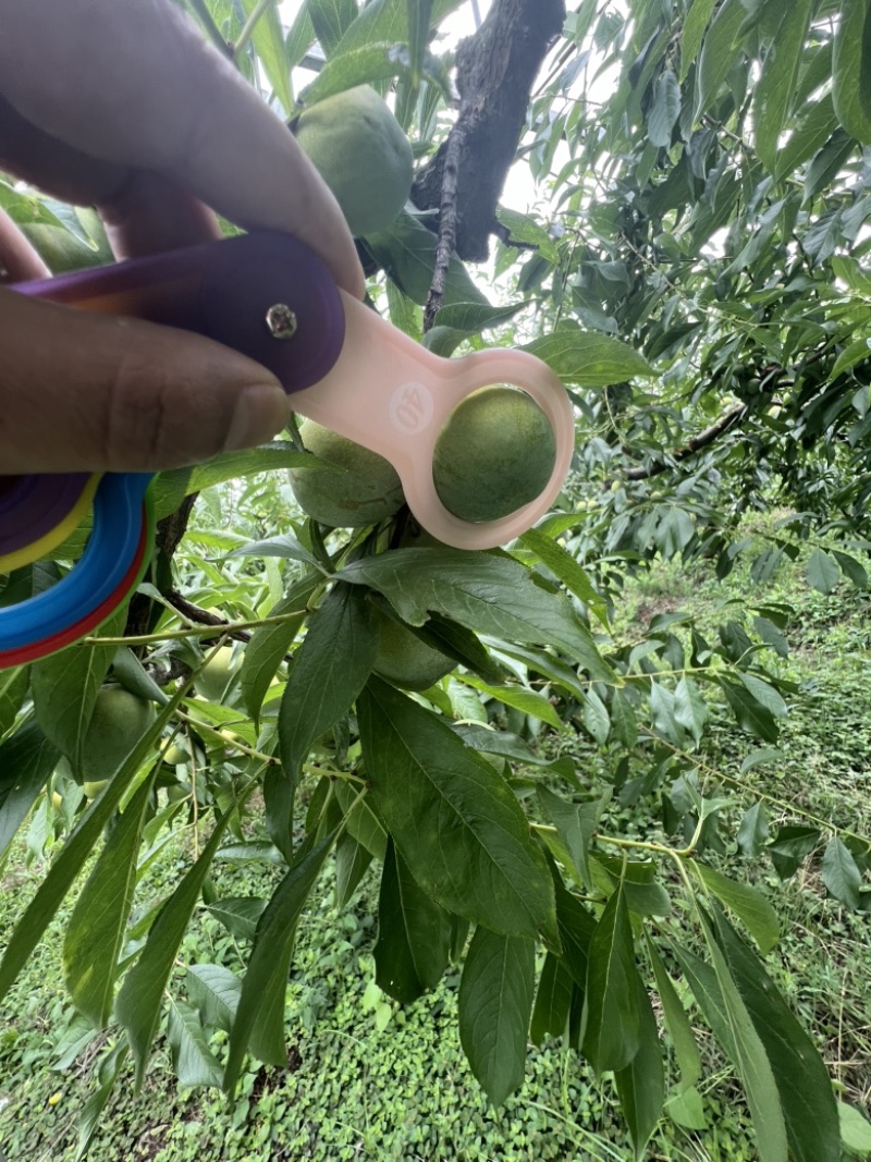 青脆李大量上市欢迎客商前来采购