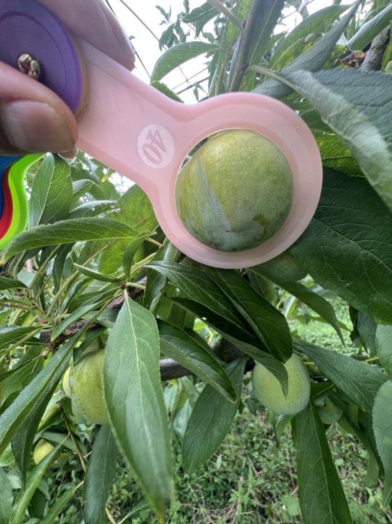 青脆李大量上市欢迎👏客商前来采购