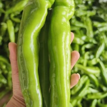 牛角椒陕西产区直发保质保量供货对接全国