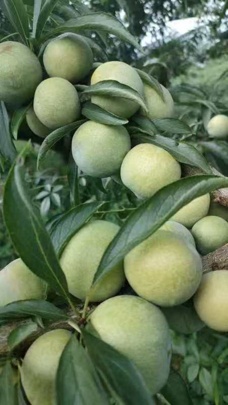 精品青脆脱骨李，大量供应，产地直发，脆甜可口，保质保量