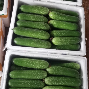 精品毛瓜