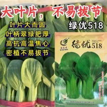 绿优518青梗菜种子大叶片不易拔节抗高温耐热夏秋上海青种