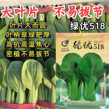 绿优518青梗菜种子大叶片不易拔节抗高温耐热夏秋上海青种