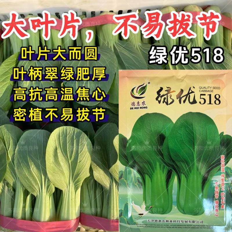 绿优518青梗菜种子大叶片不易拔节抗高温耐热夏秋上海青种