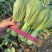 绿优518青梗菜种子大叶片不易拔节抗高温耐热夏秋上海青种