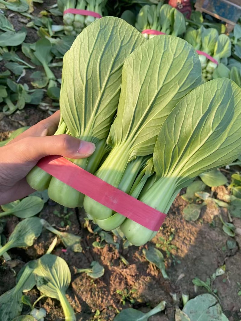 绿优518青梗菜种子大叶片不易拔节抗高温耐热夏秋上海青种