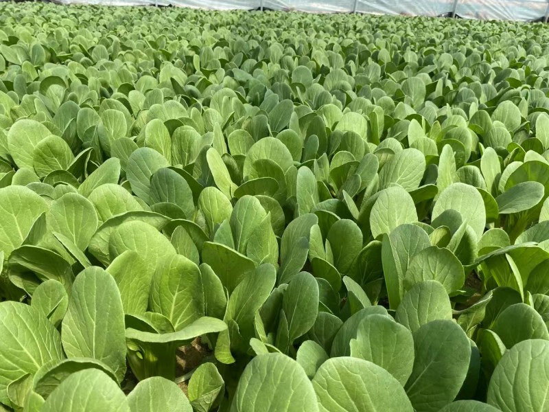 绿优518青梗菜种子大叶片不易拔节抗高温耐热夏秋上海青种