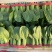 绿优518青梗菜种子大叶片不易拔节抗高温耐热夏秋上海青种
