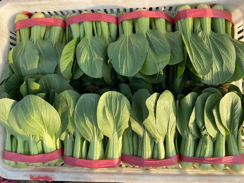 绿优518青梗菜种子大叶片不易拔节抗高温耐热夏秋上海青种