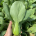 绿优518青梗菜种子大叶片不易拔节抗高温耐热夏秋上海青种