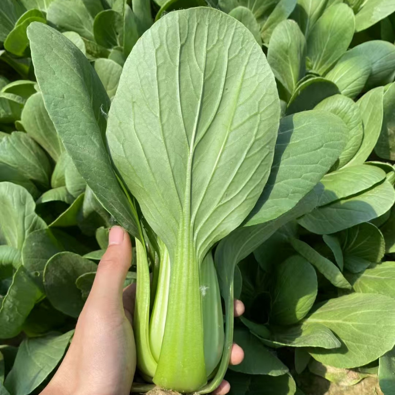 绿优518青梗菜种子大叶片不易拔节抗高温耐热夏秋上海青种