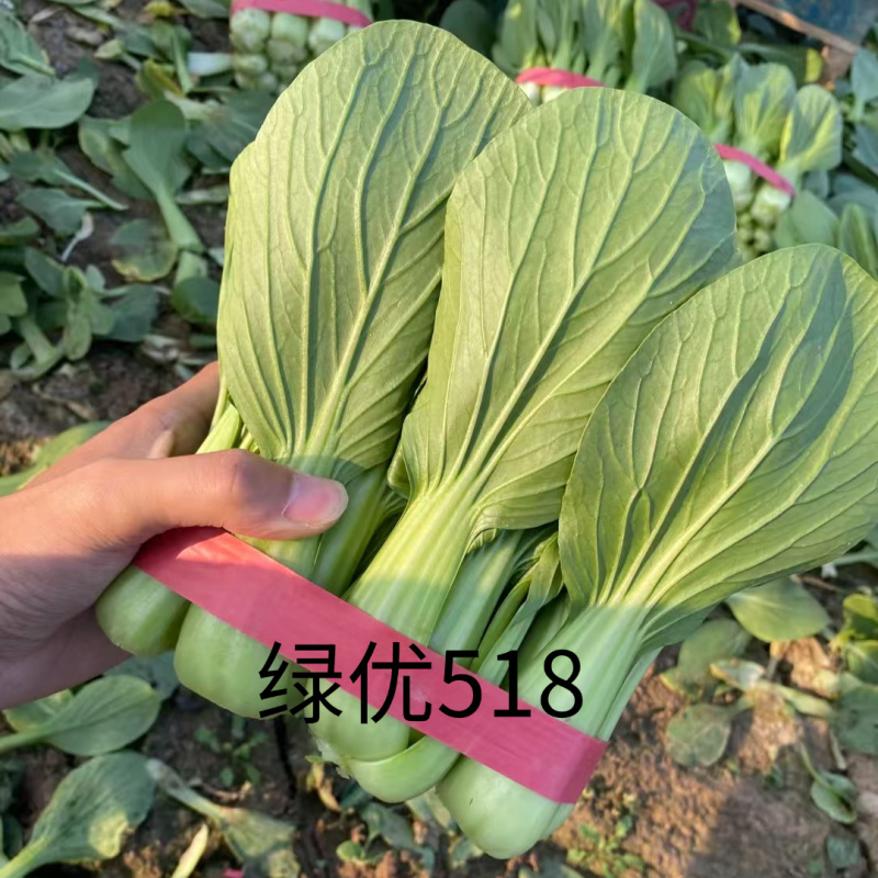 绿优518青梗菜种子大叶片不易拔节抗高温耐热夏秋上海青种