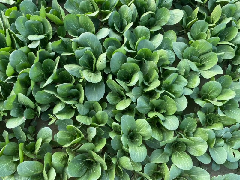 绿优518青梗菜种子大叶片不易拔节抗高温耐热夏秋上海青种